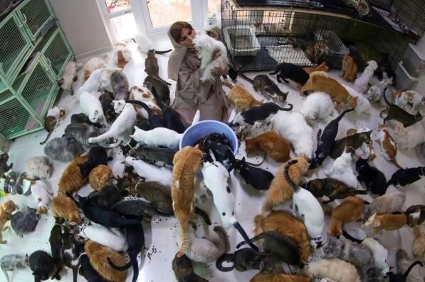 阿曼爱宠狂人养了480只猫和12条狗