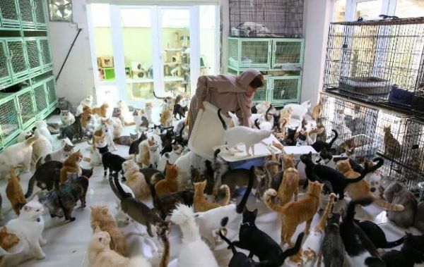 阿曼爱宠狂人养了480只猫和12条狗