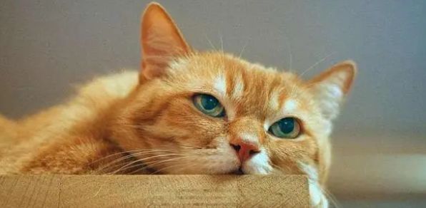 go猫粮：老话说：“猫猫的尾巴不能揪”