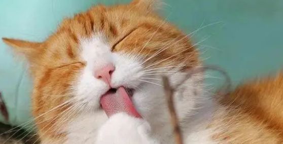 go猫粮：老话说：“猫猫的尾巴不能揪”