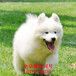 泸州哈士奇多少钱一只、小型犬