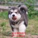泸州哪里有萨摩卖、小型犬
