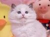 金华宠物猫金华猫舍卖狗买猫地方布偶渐层蓝白蓝猫领养