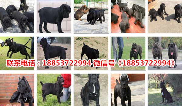 山东文登宠物市场