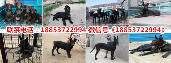 山东文登宠物市场