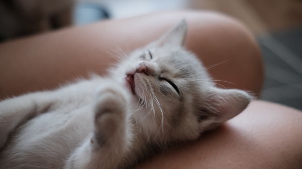 萌宠:分享一组可爱的小猫咪壁纸,欢迎收藏!