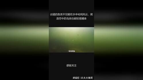 凶猛的鱼类不仅能在水中叱咤风云，就连空中的鸟类也能轻易捕食