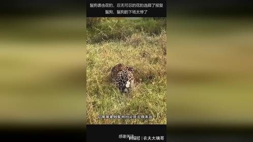 鬣狗袭击花豹，忍无可忍的花豹选择了报复鬣狗，鬣狗的下场太惨了