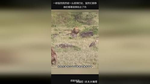 一群鬣狗竟然被一头雄狮打劫，鬣狗们眼睁睁的看着雄狮抢走了肉