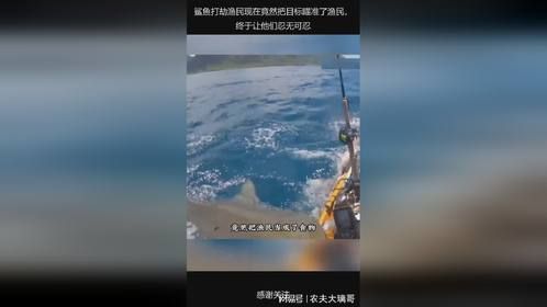 鲨鱼打劫渔民现在竟然把目标瞄准了渔民，终于让他们忍无可忍