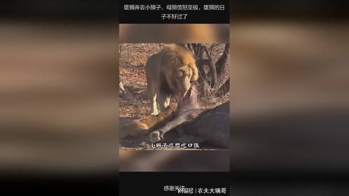 雄狮弄丟小狮子，母狮愤怒至极，雄狮的日子不好过了