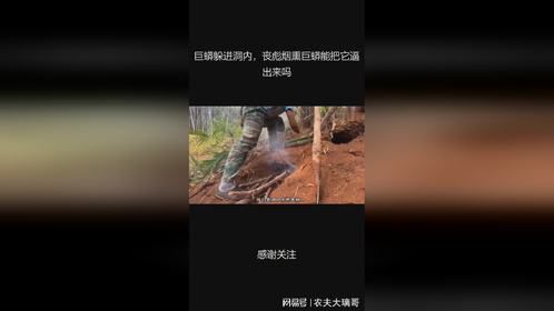 巨蟒躲进洞内，丧彪烟熏巨蟒能把它逼出来吗