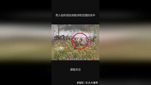 男人组织朋友救助深陷泥潭的老牛