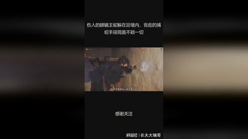 伤人的眼镜王蛇躲在泥墙内，丧彪的捕蛇手段简直不顾一切