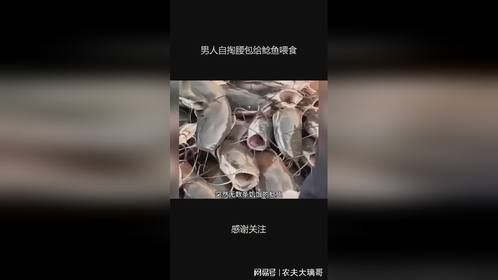 男人自掏腰包给鲶鱼喂食