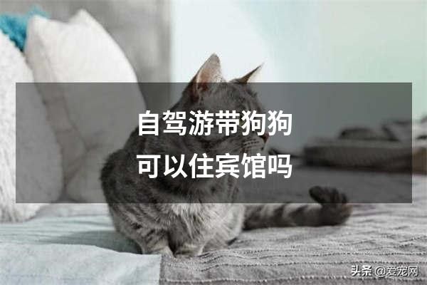 自驾游带狗狗可以住宾馆吗