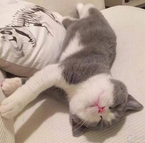 宠物医院名称起名大全