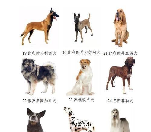 小种宠物狗的品种多样性及特点分析（探索不同小种宠物狗的独特魅力与适应环境）