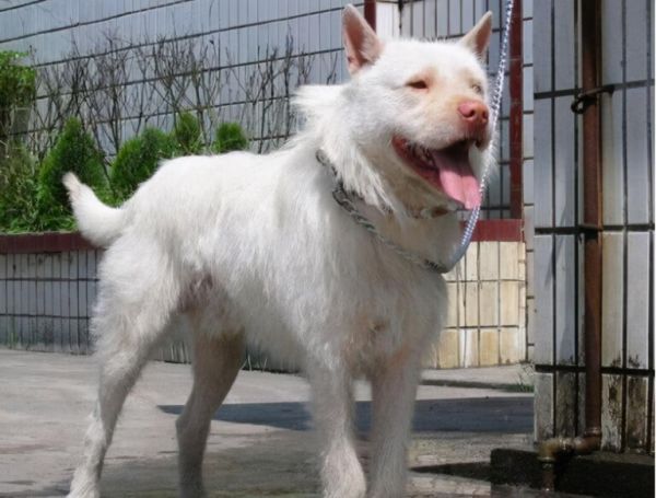 本土狗狗品种名录:中国四大名犬是哪四大?