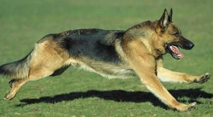 中国的国犬传奇，这五大优秀犬种，最后一个让人遗憾。