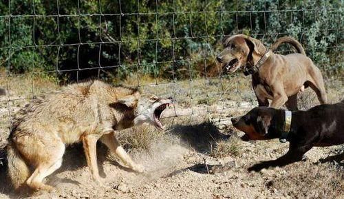 中国的国犬传奇，这五大优秀犬种，最后一个让人遗憾。