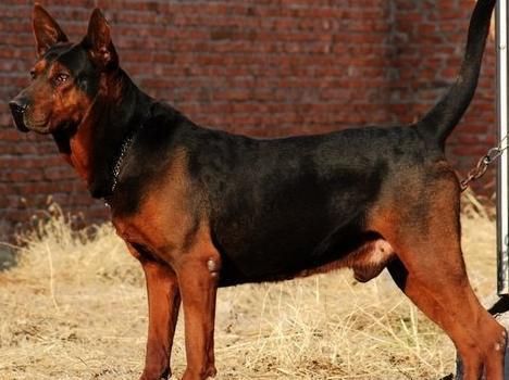 中国的国犬传奇，这五大优秀犬种，最后一个让人遗憾。