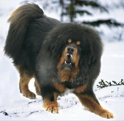 中国的国犬传奇，这五大优秀犬种，最后一个让人遗憾。