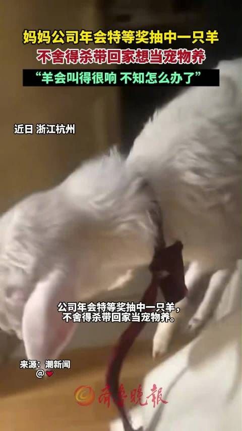 公司年会抽中1只羊带回家当宠物养,女儿:羊在阳台叫得很响
