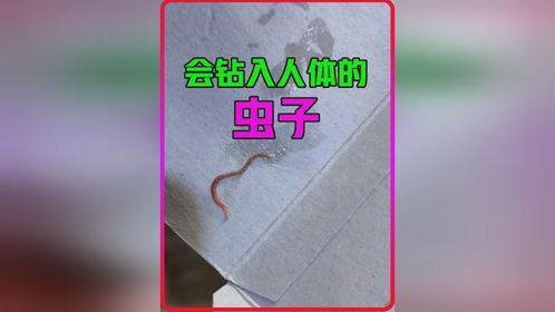 会钻人体皮肤的虫子，看到它别光脚，第二次重发