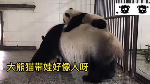 这只熊猫妈妈带孩子好像人类，把孩子背上身上，供孩子玩耍