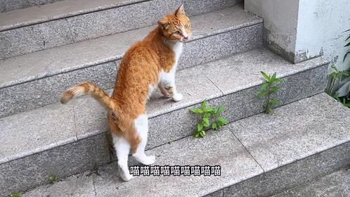 喂猫日记～小区物业又开始不干人事了#我和流浪猫的故事