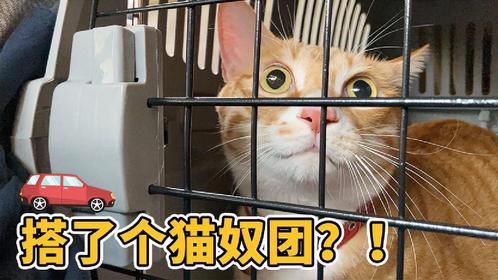 带猫搭顺风车回老家过年，怀疑搭了个猫奴团，车上6位猫奴8只喵