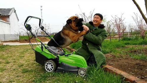 赶紧养羊吧，看德牧都闲成啥样了！牧羊犬天生会放羊，一起期待