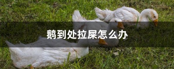 鹅到处拉屎怎么办