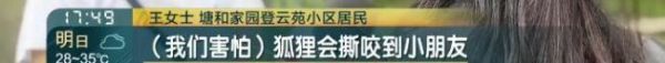 上海一小区有人遛北美赤狐 居民担忧安全问题