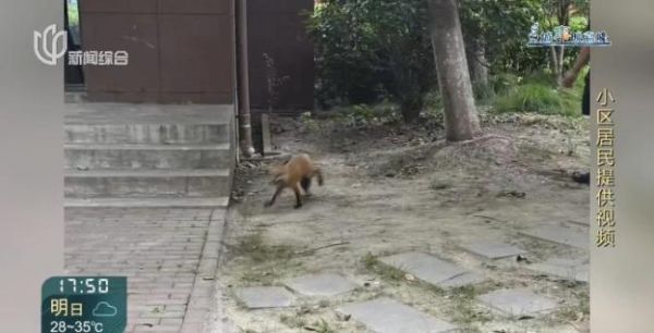 上海一小区有人遛北美赤狐 居民担忧安全问题
