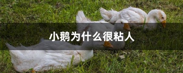小鹅为什么很粘人