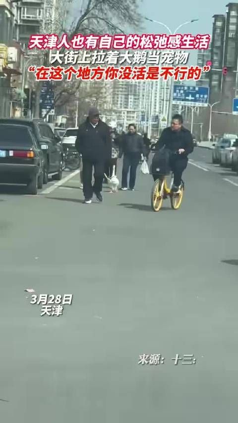 天津人有属于自己的松弛感! 天津是个神奇的地方,大街上牵着大鹅当宠物