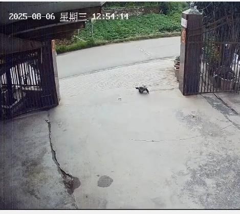 鳄龟爬出院门（监控截图）