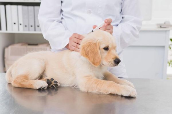 Dog Vaccinations