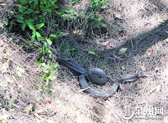 泉州:眼镜王蛇闯民房吓坏9岁女孩疑别人养的宠物