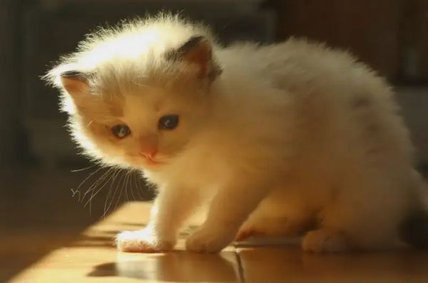 小奶猫认主人的表现有哪些
