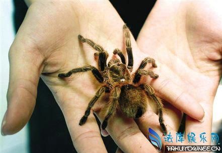 蜘蛛会认主人吗？养蜘蛛的女孩是什么心理？