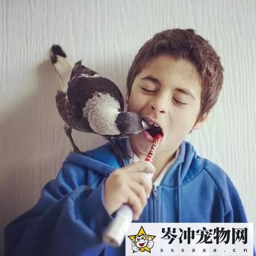 喜鹊养多久才认主人？喜鹊养熟了会飞走吗？