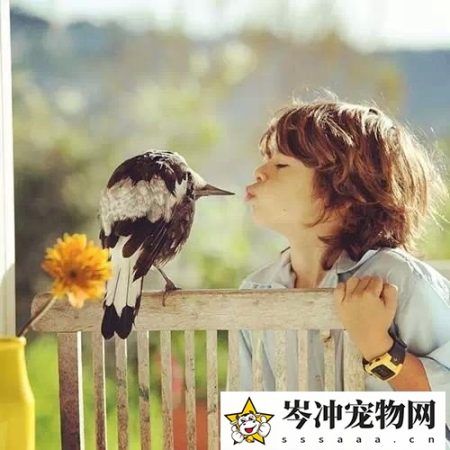 喜鹊养多久才认主人？喜鹊养熟了会飞走吗？