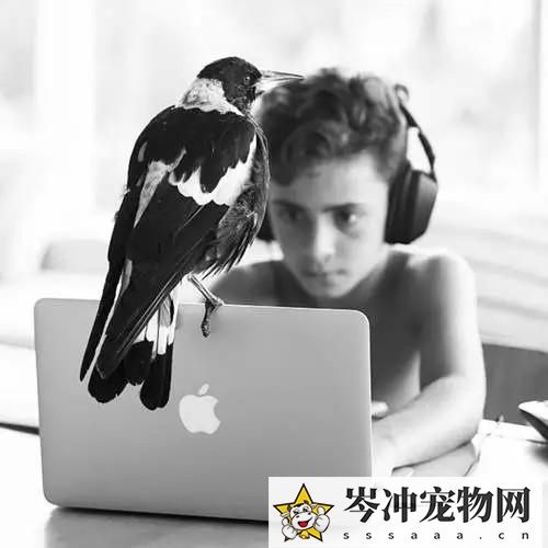 喜鹊养多久才认主人？喜鹊养熟了会飞走吗？