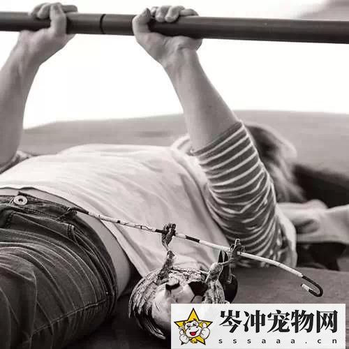 喜鹊养多久才认主人？喜鹊养熟了会飞走吗？