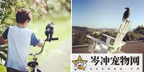 喜鹊养多久才认主人？喜鹊养熟了会飞走吗？
