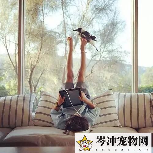 喜鹊养多久才认主人？喜鹊养熟了会飞走吗？