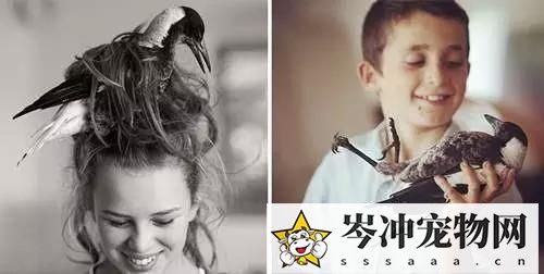喜鹊养多久才认主人？喜鹊养熟了会飞走吗？